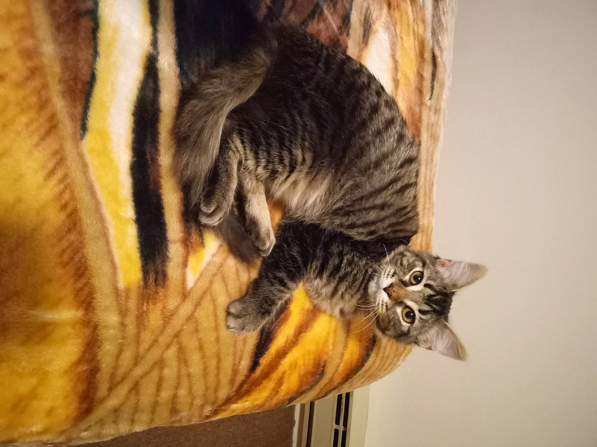 Journey is registered to the contest to win money with this photo: carnivore, cat, claw, comfort, domestic_short_haired_cat, fawn, felidae, fur, hardwood, mammal, paw, plant, siberian_tiger, small_to_medium_sized_cats, tail, terrestrial_animal, tree, whiskers, wildlife, wood