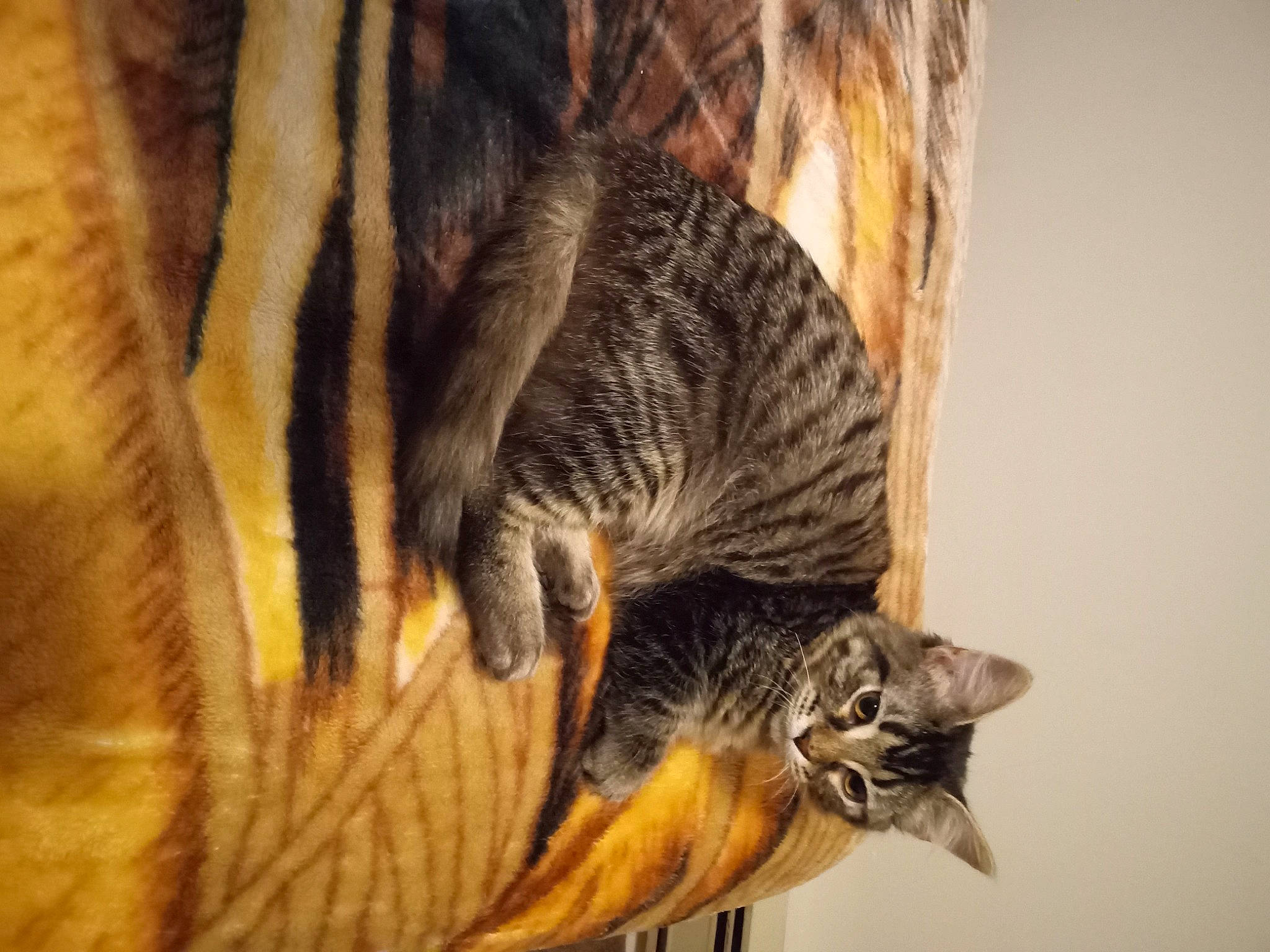 Journey joined the competition — help win amazing prizes! carnivore, cat, claw, domestic_short_haired_cat, felidae, fur, paw, plant, small_to_medium_sized_cats, snout, tail, terrestrial_animal, tree, whiskers, wildlife, wood