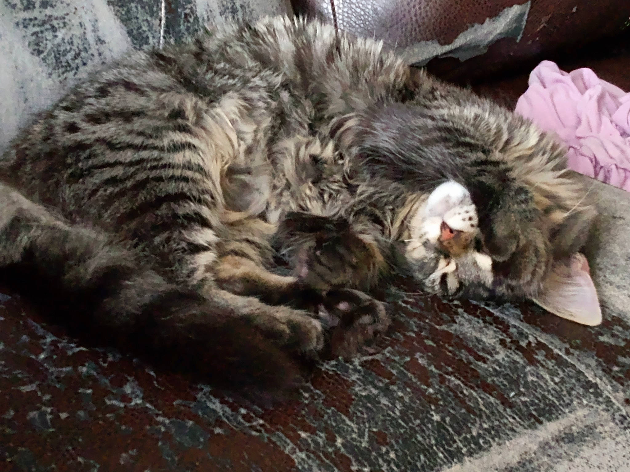 Journey joined the competition — help win amazing prizes! carnivore, cat, claw, comfort, domestic_short_haired_cat, felidae, fur, nap, paw, sleep, small_to_medium_sized_cats, snout, tail, terrestrial_animal, tree, whiskers, wildlife, wood