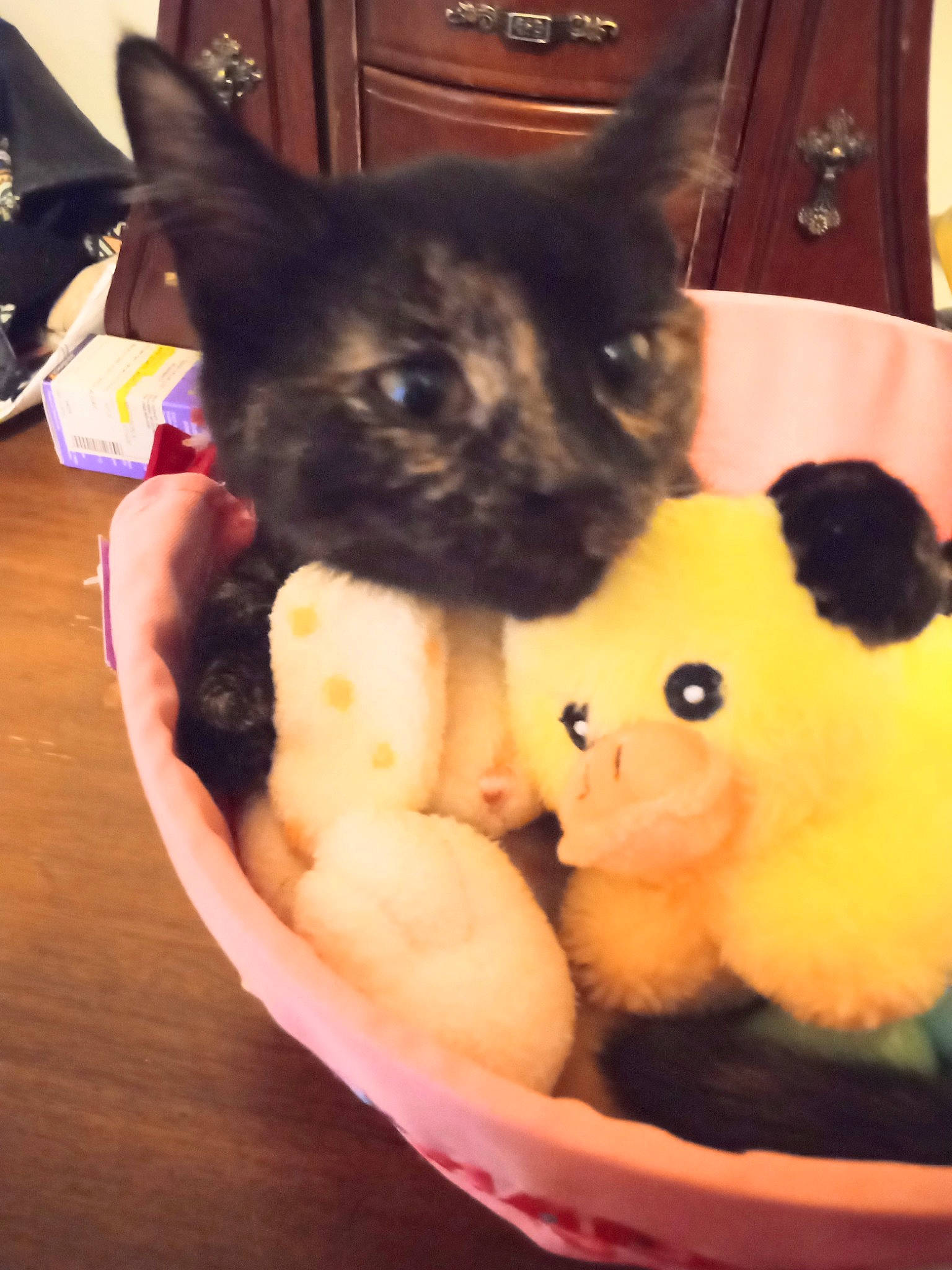 Coco is registered to the contest to win money with this photo: black, black_cat, canidae, carnivore, chihuahua, companion_dog, dog_breed, fawn, felidae, fur, mammal, plush, small_to_medium_sized_cats, snout, stuffed_toy, sweetness, tail, toy, toy_dog, whiskers