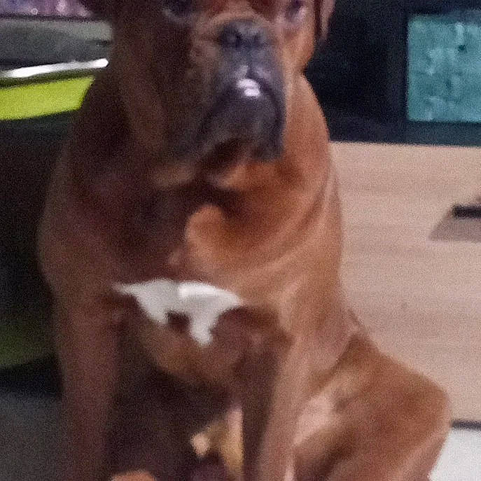 Oreo participe au concours pour gagner de l'argent avec cette photo : carnivore, companion_dog, dog, dog_breed, ear, fawn, fur, guard_dog, liver, molosser, paw, pet_supply, pleased, snout, sporting_group, terrestrial_animal, whiskers, working_animal, working_dog, wrinkle