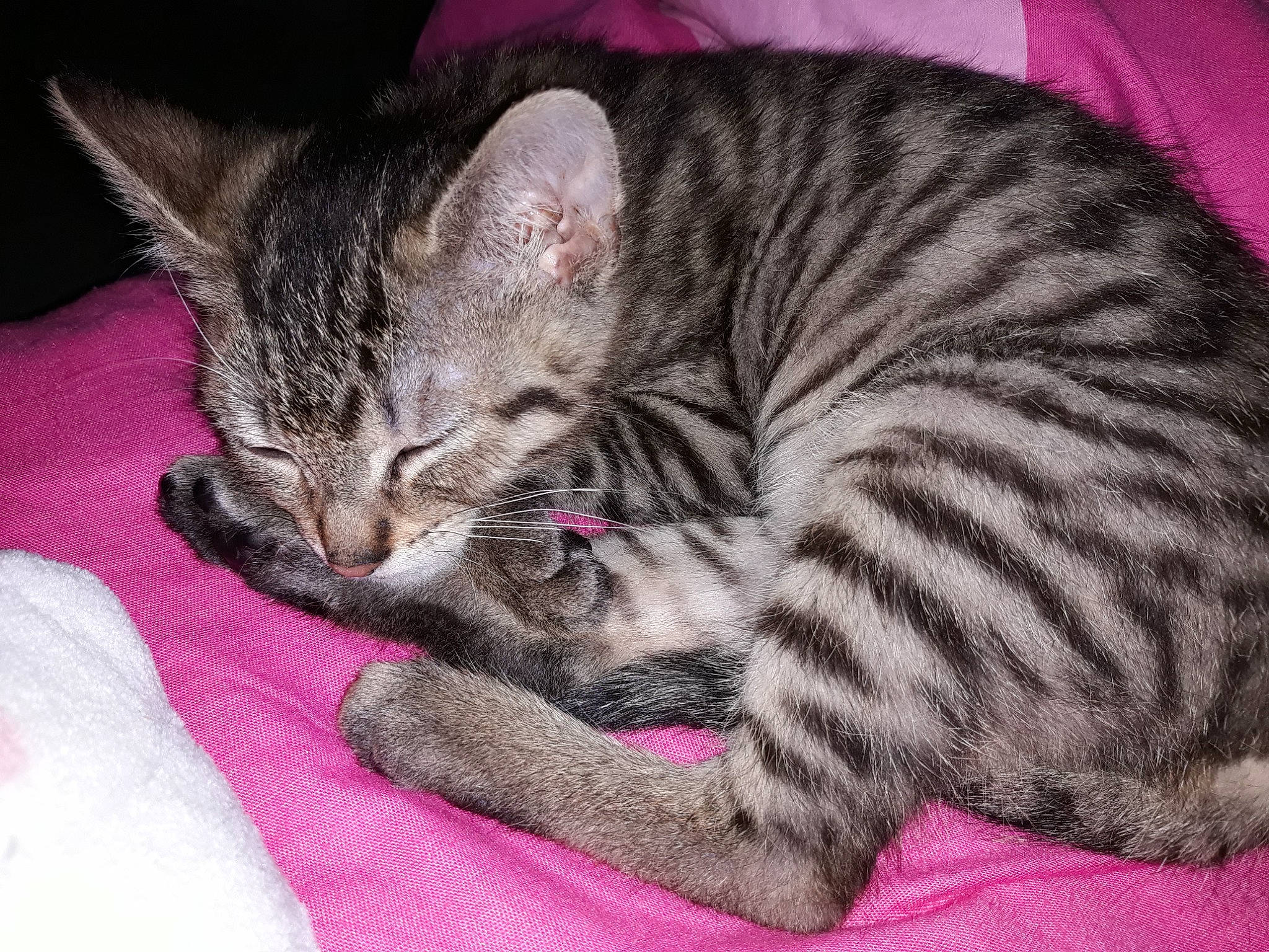 Opaline a rejoint le concours — aidez-le/la à gagner de superbes lots ! carnivore, cat, claw, comfort, domestic_short_haired_cat, felidae, fur, nap, paw, small_to_medium_sized_cats, snout, tail, terrestrial_animal, whiskers