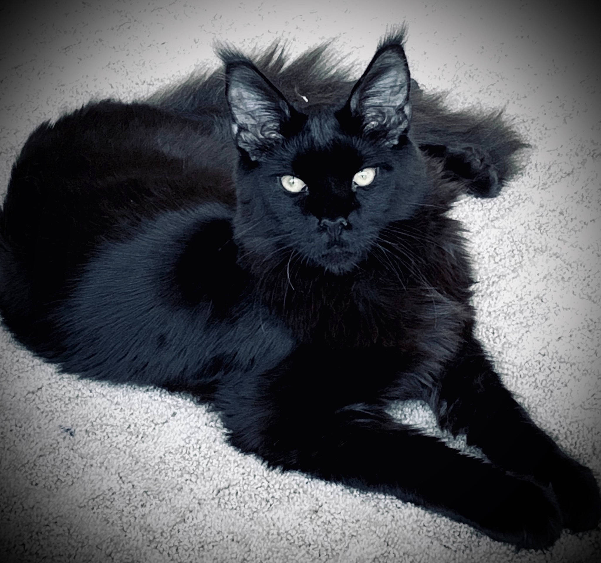 Keanu joined the competition — help win amazing prizes! black_cat, carnivore, cat, claw, comfort, darkness, domestic_short_haired_cat, felidae, fur, grey, monochrome, monochrome_photography, paw, sitting, small_to_medium_sized_cats, snout, tail, terrestrial_animal, tints_and_shades, whiskers