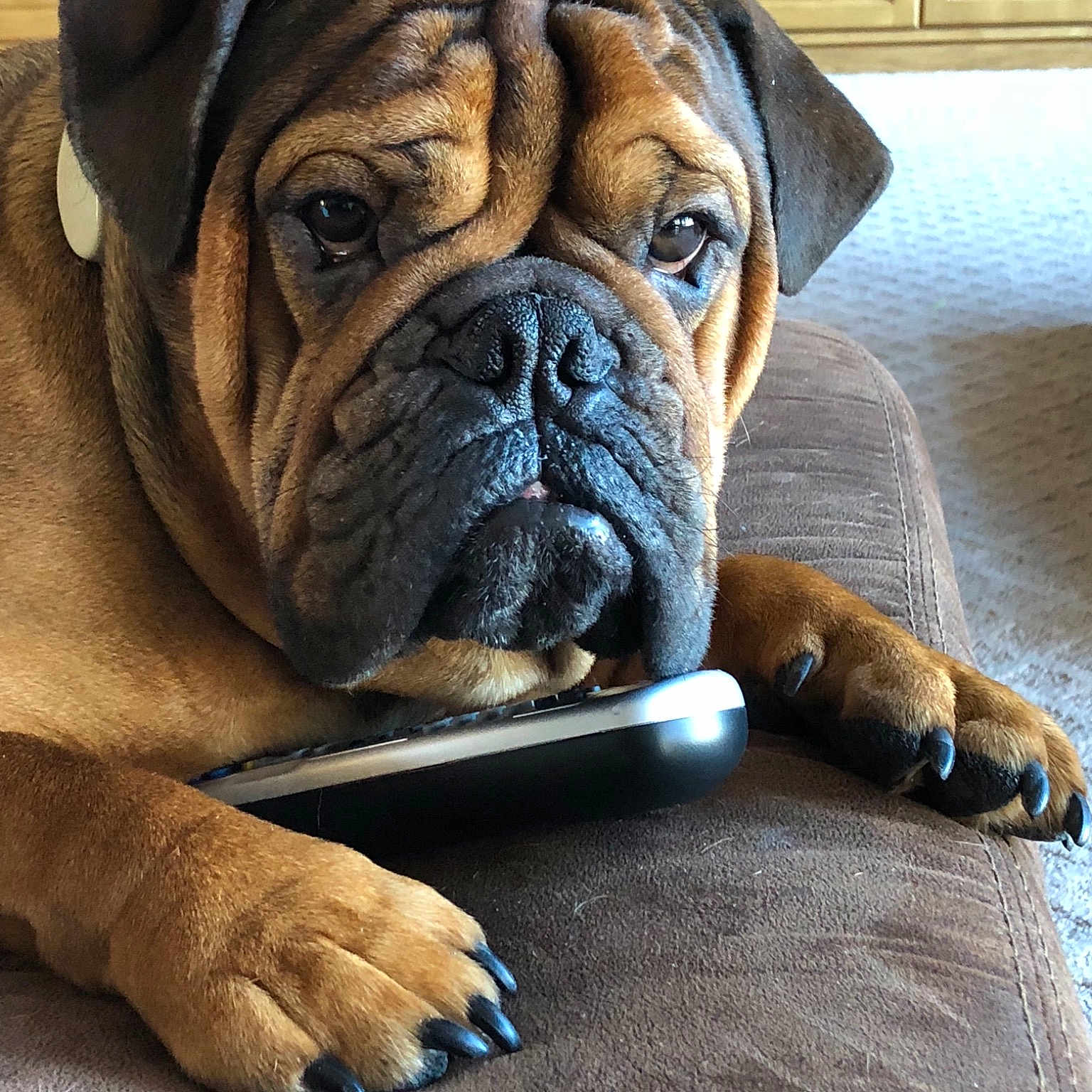 Brewster