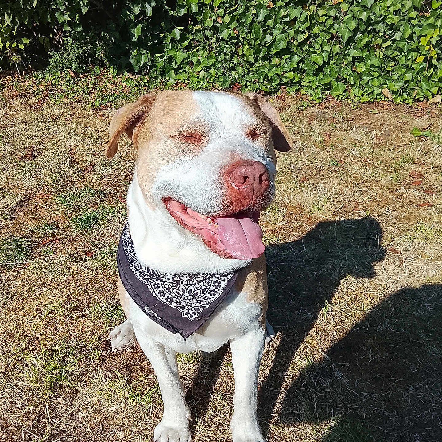 Attila