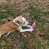animal, canine, chewing, collar, daylight, destroyed_toy, dog, garden, grass, ground, lawn, lying_down, outdoor, pet, playing, plush_toy, portrait, stuffing, tan_and_white, toy