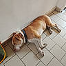 collar, daylight, dog, doorway, floor, floppy_ears, hallway, home, indoor, lying_down, nap, pet, portrait, relaxed, resting, shadow, sleeping, tan_and_white, tile_floor, wall