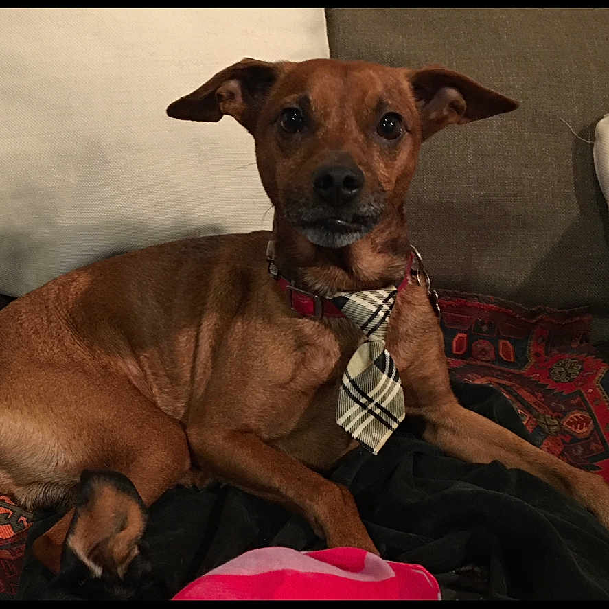 Max a rejoint le concours — aidez-le/la à gagner de superbes lots ! accessories, animal, bodypart, boxer, bulldog, canine, chair, collar, couch, dog, finger, furniture, hand, hound, labradorretriever, person, pet, pitbull, puppy, strap