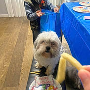 Meekah is registered to the contest to win money with this photo: bench, birthday, blue_bag, celebration, child, cute, dog, dog_treat, food, fur, hand, indoor, party, pet, plates, table, tablecloth, waiting, white_dog, wood_floor