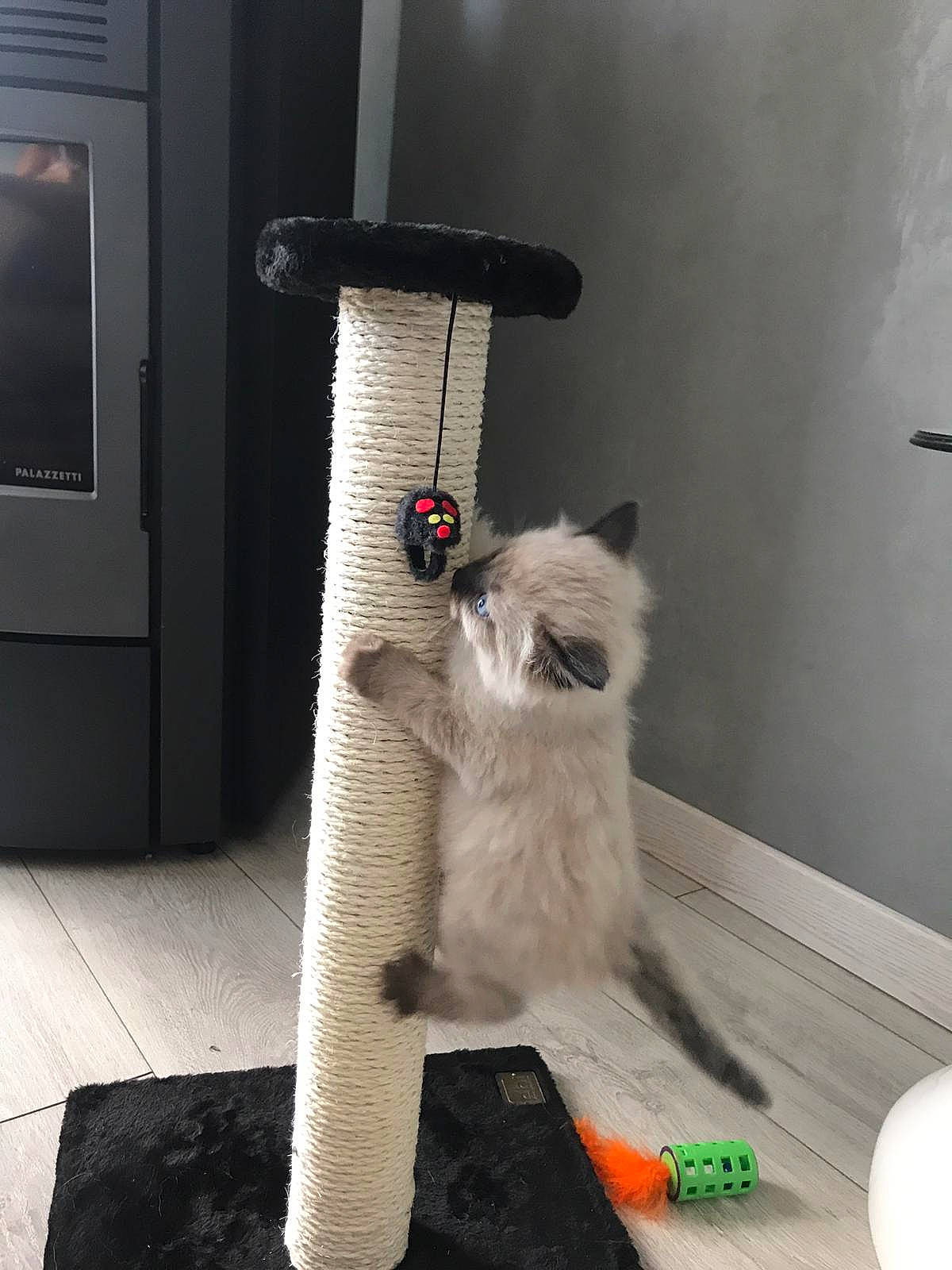 Ruben participe au concours pour gagner de l'argent avec cette photo : balinese, birman, british_shorthair, carnivore, cat, cat_furniture, cat_supply, felidae, himalayan, kitten, ragdoll, siamese, small_to_medium_sized_cats, tail, thai, whiskers