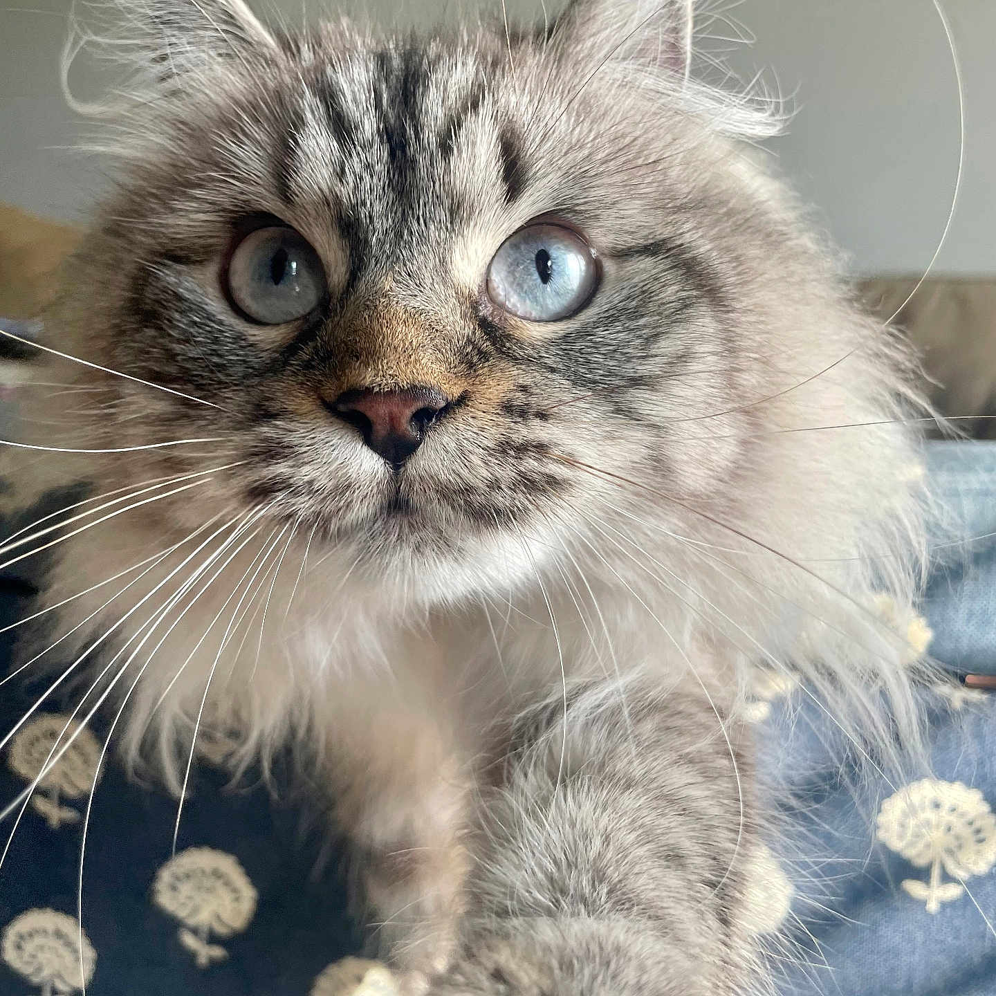 Penelope