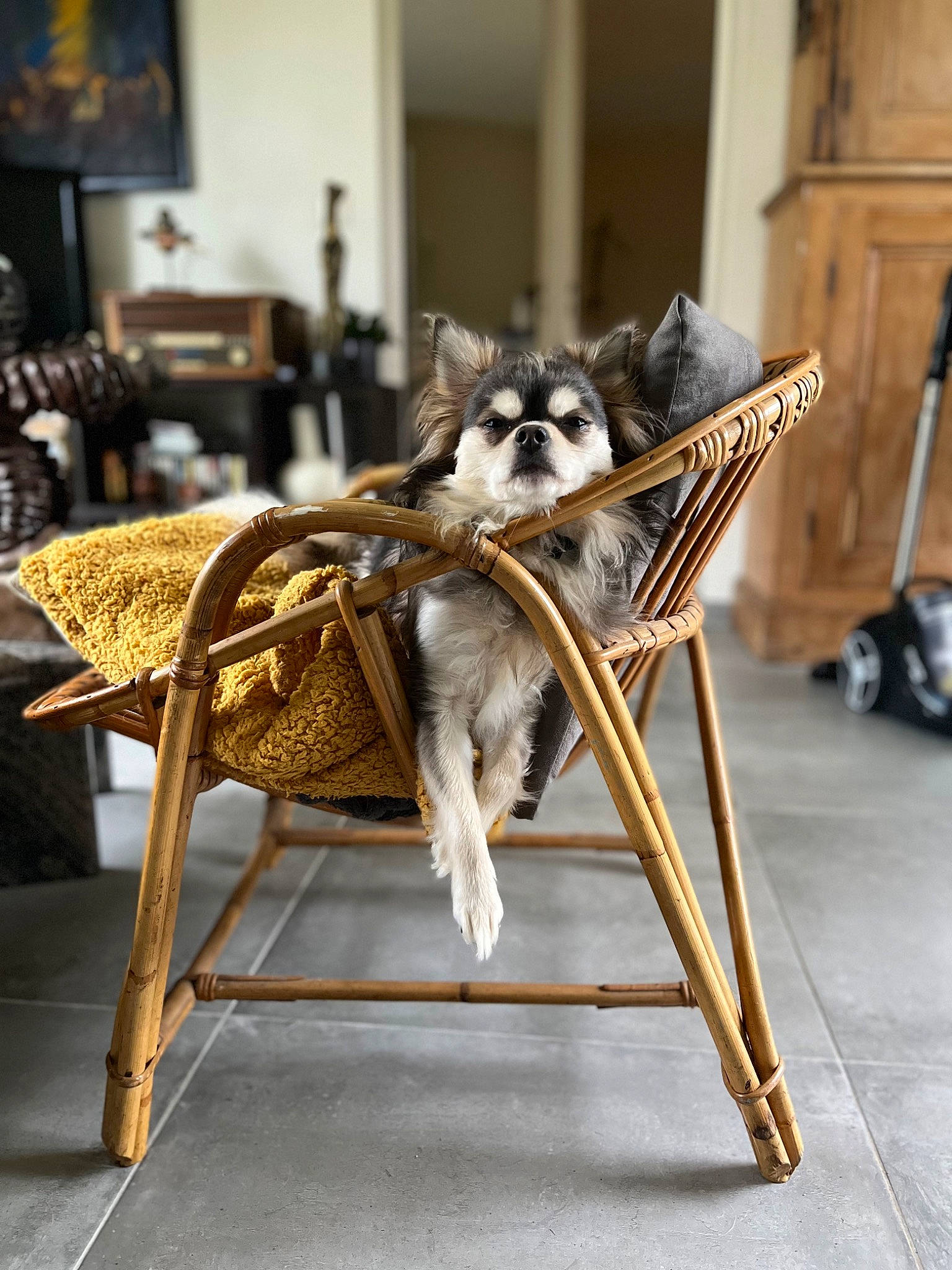 Radjah participe au concours pour gagner de l'argent avec cette photo : bicycle_fork, bicycle_tire, canidae, carnivore, chair, companion_dog, dog_breed, easel, fashion_design, fawn, felidae, flooring, folding_chair, fur, metal, picture_frame, small_to_medium_sized_cats, sporting_group, tail, wood