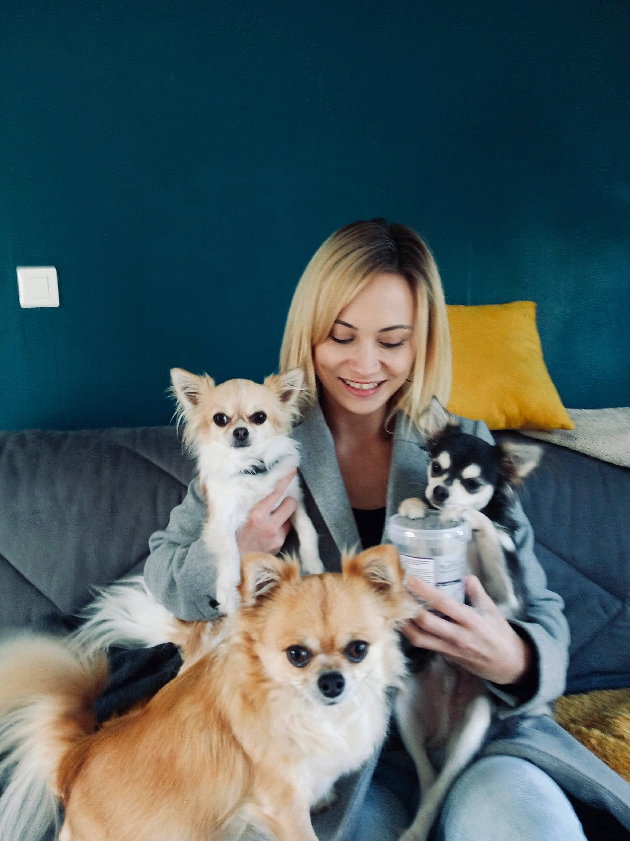 Radjah participe au concours pour gagner de l'argent avec cette photo : canidae, carnivore, chair, comfort, companion_dog, couch, dog, dog_breed, fawn, fur, happy, lap, non_sporting_group, sitting, smile, spitz, sporting_group, table, toy, toy_dog