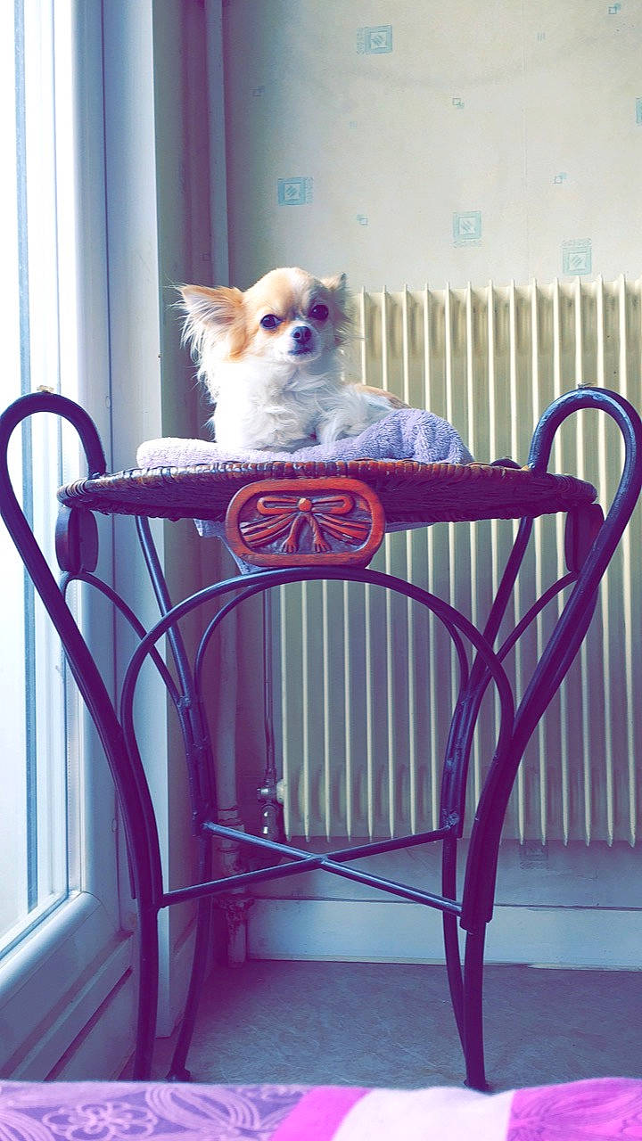 Luna a rejoint le concours — aidez-le/la à gagner de superbes lots ! carnivore, chair, companion_dog, dog, dog_breed, dog_supply, fawn, floor, furniture, hardwood, light, line, magenta, outdoor_furniture, pink, plant, purple, toy_dog, tree, wood