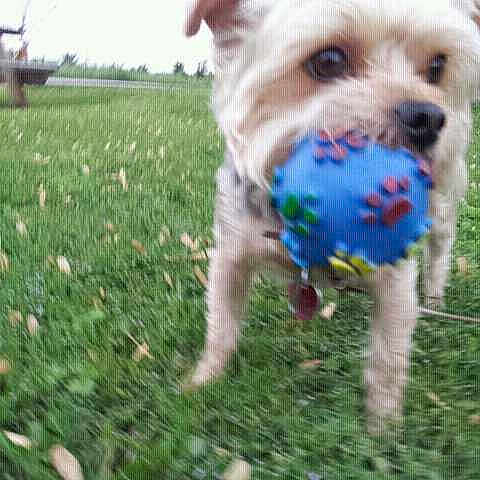 Bear is registered to the contest to win money with this photo: