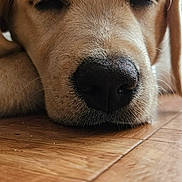 Angie participe au concours pour gagner de l'argent avec cette photo : dog, puppy, golden_retriever, sleeping, close_up, nose, fur, pet, animal, indoors, wooden_floor, resting, cute, calm, face, whiskers, ears, soft_light, peaceful, young_dog