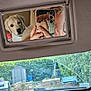 car_interior, dashboard, rear_view_mirror, sun_visor, person, smartphone, hand, glasses, dog, puppy, golden_retriever, seat, window, windshield, garden, shed, outdoor, reflection, pet, curious
