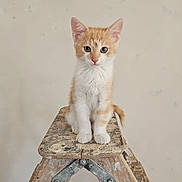 Nemo a rejoint le concours — aidez-le/la à gagner de superbes lots ! kitten, cat, orange_cat, white_cat, step_ladder, wooden_ladder, pet, animal, indoor, floor, curious, young_cat, feline, sitting, looking_at_camera, whiskers, ears, tail, close_up, cute