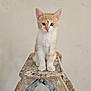 kitten, cat, orange_cat, white_cat, step_ladder, wooden_ladder, pet, animal, indoor, floor, curious, young_cat, feline, sitting, looking_at_camera, whiskers, ears, tail, close_up, cute