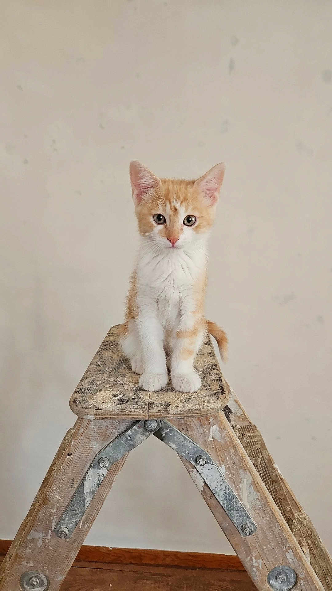 Nemo a rejoint le concours — aidez-le/la à gagner de superbes lots ! kitten, cat, orange_cat, white_cat, step_ladder, wooden_ladder, pet, animal, indoor, floor, curious, young_cat, feline, sitting, looking_at_camera, whiskers, ears, tail, close_up, cute