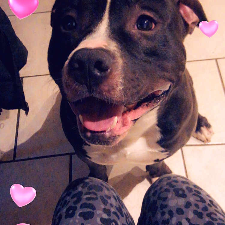 Usko participe au concours pour gagner de l'argent avec cette photo : adult, animal, balloon, boxer, bulldog, canine, dog, face, female, flower, head, person, pet, petal, photography, plant, portrait, puppy, purple, woman