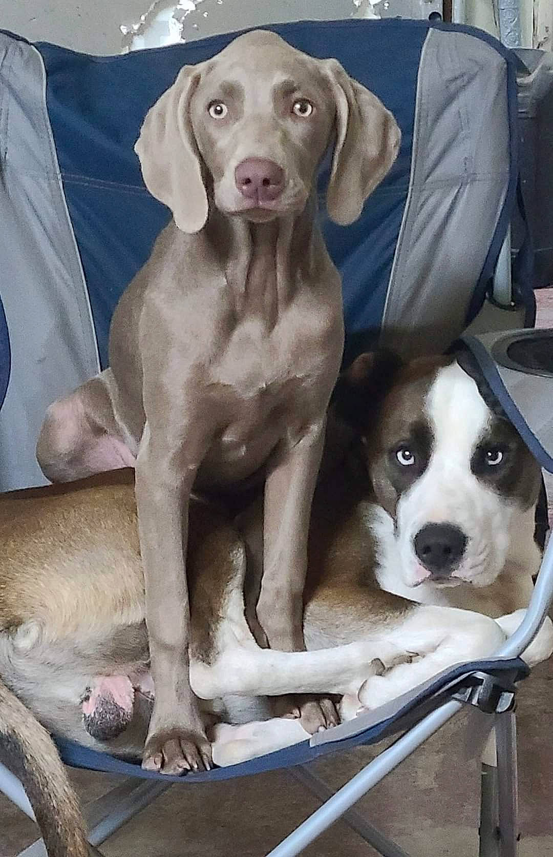 Zoey joined the competition — help win amazing prizes! canidae, carnivore, companion_dog, dog, dog_breed, dog_collar, gun_dog, hunting_dog, liver, metal, snout, sporting_group, terrestrial_animal, working_animal