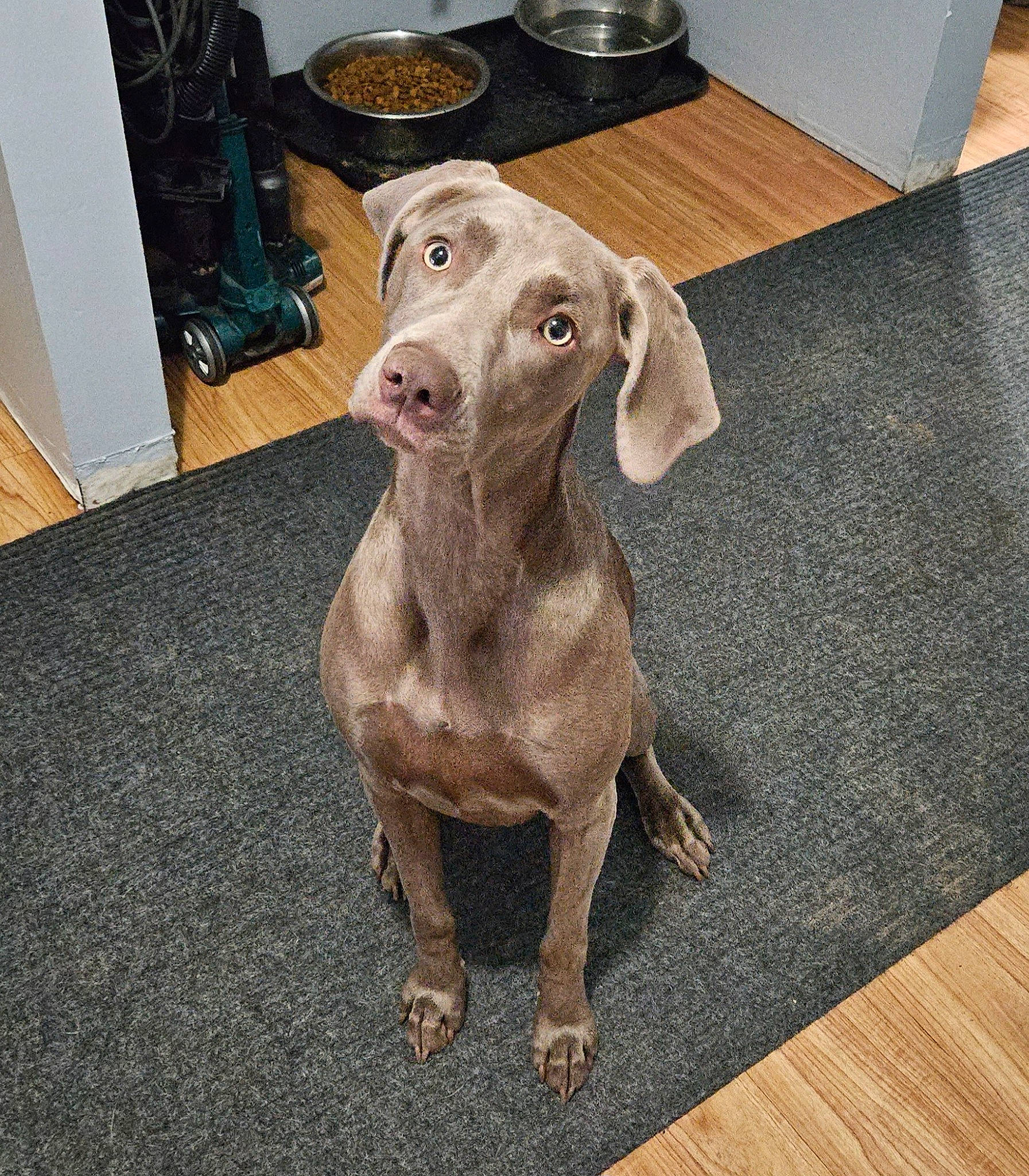 Zoey is registered to the contest to win money with this photo: canidae, carnivore, companion_dog, dog, dog_breed, fawn, floor, flooring, fur, hardwood, laminate_flooring, liver, metal, snout, sporting_group, terrestrial_animal, whiskers, wood, wood_flooring, working_animal