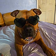 Jakey Boy joined the competition — help win amazing prizes! animal, bed, brown_dog, canine, chain_collar, collar, dog, door, ears, furniture, heart_shaped_sunglasses, indoor, light_switch, paw, pet, portrait, relaxed, resting, shade, snout