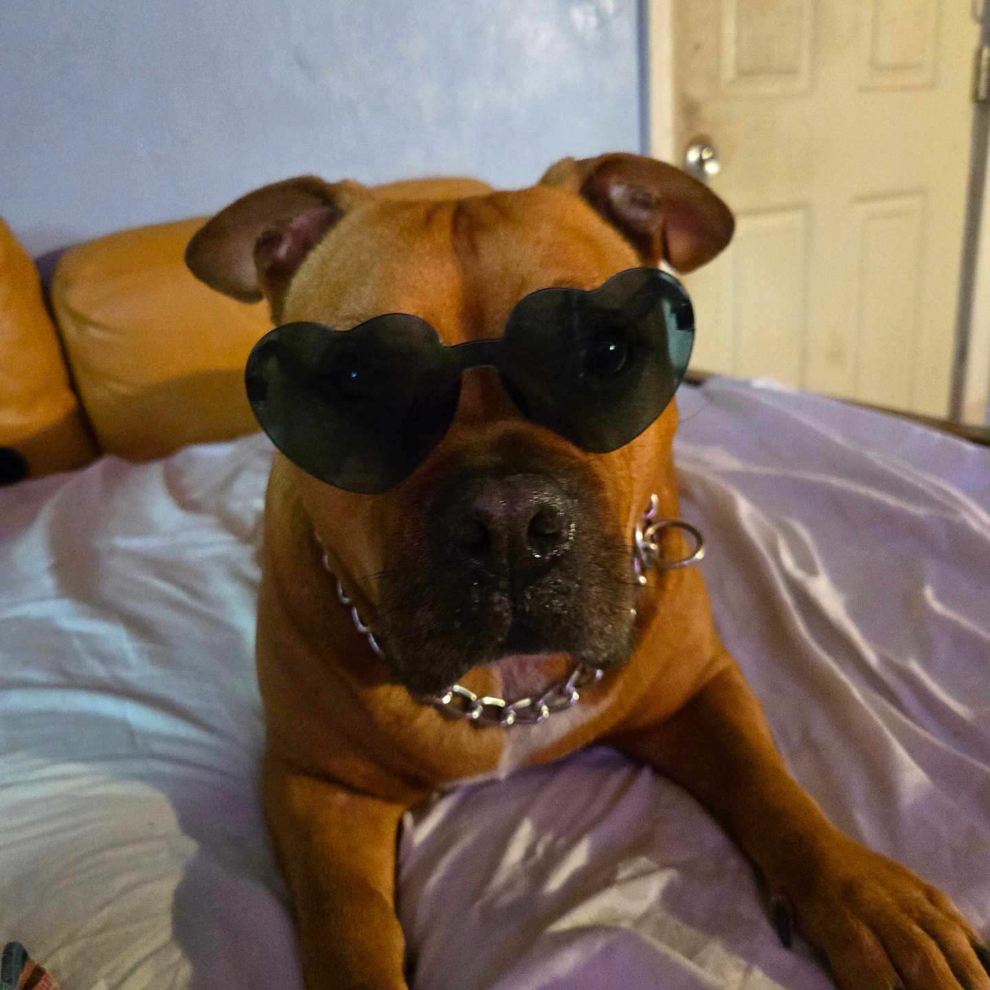 Jakey Boy joined the competition — help win amazing prizes! animal, bed, brown_dog, canine, chain_collar, collar, dog, door, ears, furniture, heart_shaped_sunglasses, indoor, light_switch, paw, pet, portrait, relaxed, resting, shade, snout
