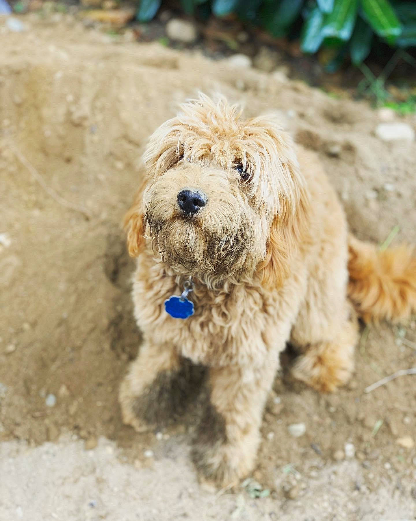 Oakley is registered to the contest to win money with this photo: canidae, carnivore, companion_dog, dog, dog_breed, dog_collar, fur, goldendoodle, labradoodle, maltepoo, non_sporting_group, plant, poodle_crossbreed, sapsali, small_terrier, soil, terrier, toy_dog, water_dog, working_animal