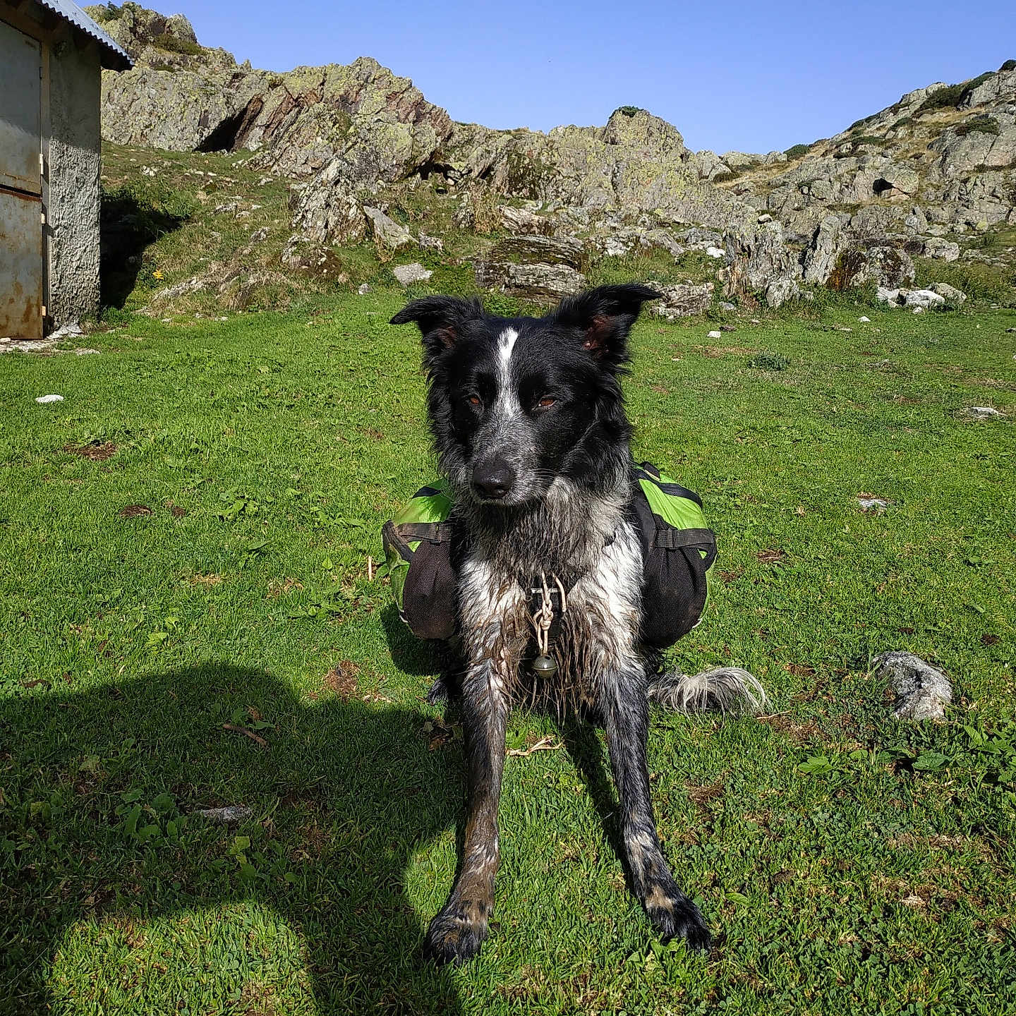 Marley participe au concours pour gagner de l'argent avec cette photo : accessories, animal, architecture, bag, building, canine, countryside, dog, field, grass, grassland, handbag, hut, nature, outdoors, pet, plant, pointer, rural, shelter