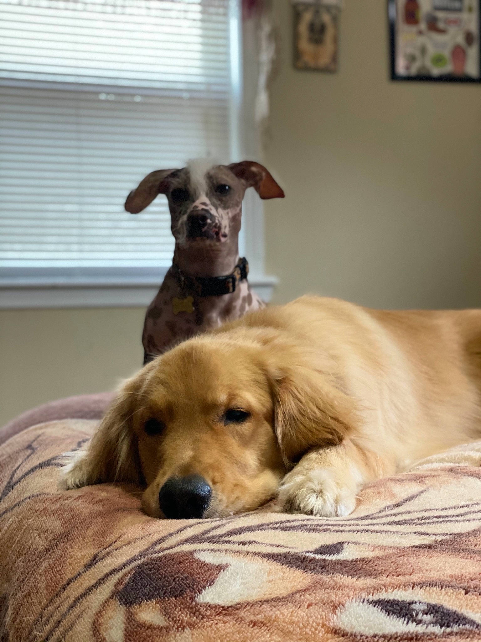 Miguel is registered to the contest to win money with this photo: canidae, carnivore, collar, companion_dog, dog, dog_breed, dog_collar, fawn, home, interior_design, liver, pet_supply, picture_frame, snout, sporting_group, vertebrate, window_blind, window_covering, window_treatment, working_animal