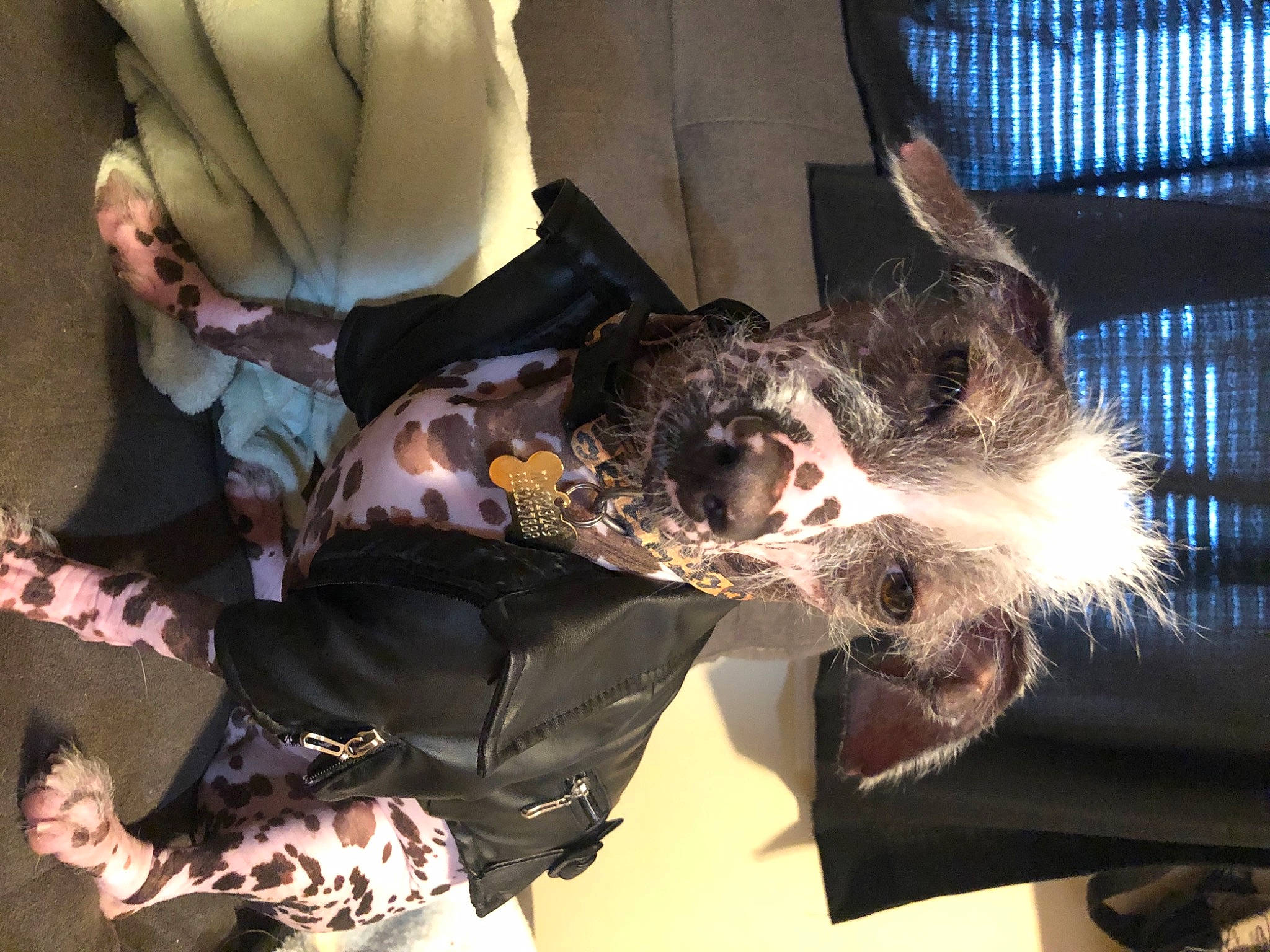 Miguel is registered to the contest to win money with this photo: cage, fur, mesh, pet_supply