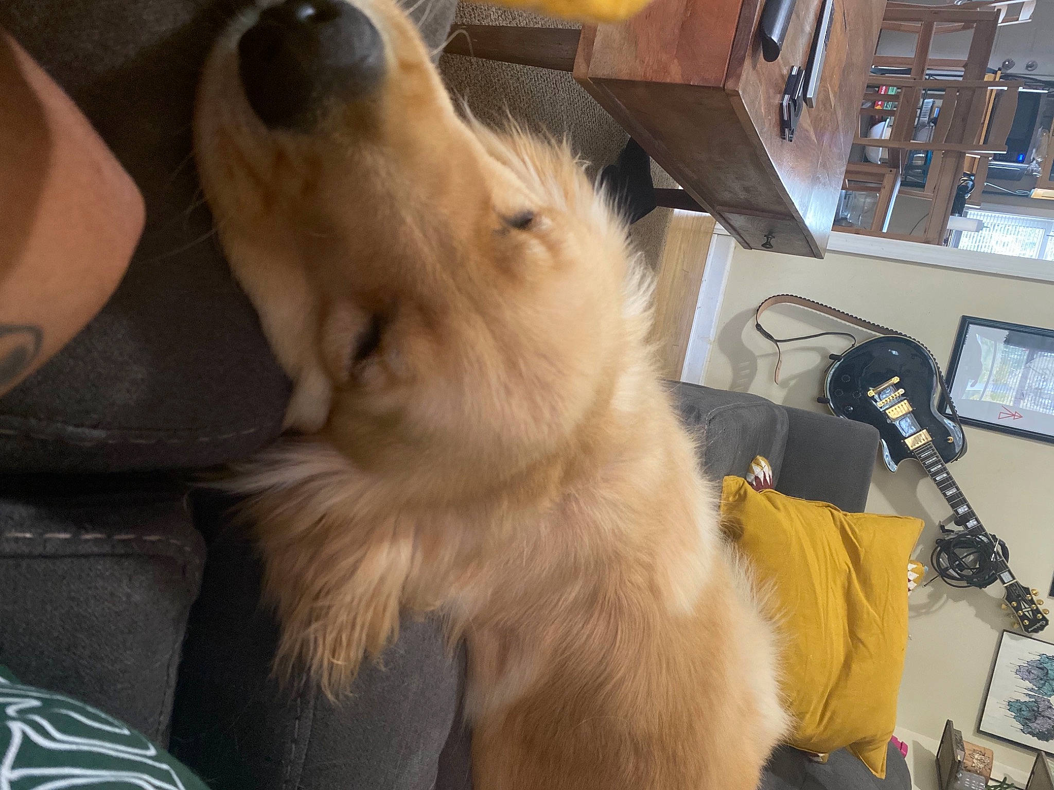 Miguel is registered to the contest to win money with this photo: canidae, carnivore, communication_device, companion_dog, corded_phone, dog, dog_breed, electronics, fawn, fur, non_sporting_group, snout, sporting_group, telephone, telephony, working_animal