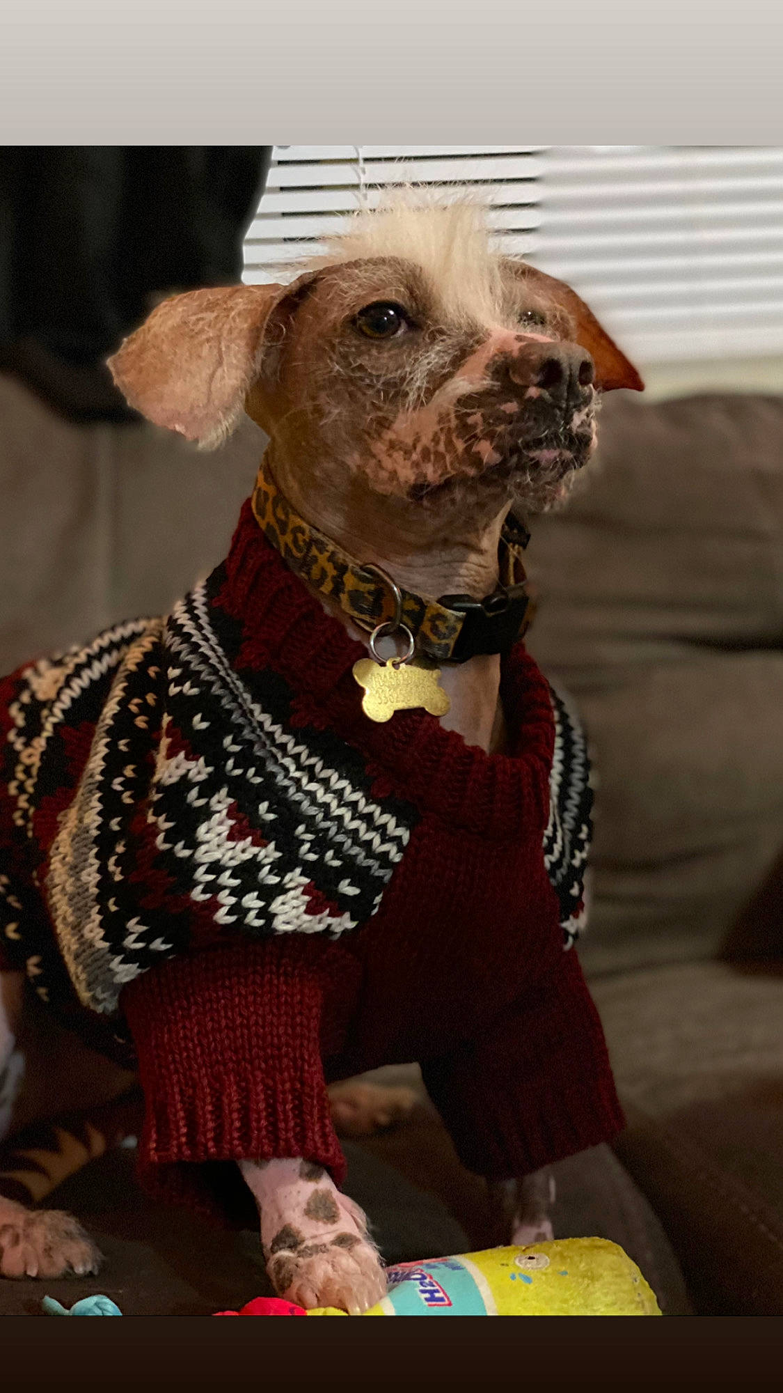 Miguel joined the competition — help win amazing prizes! canidae, carnivore, collar, companion_dog, dog, dog_breed, dog_clothes, dog_collar, dog_supply, fawn, fur, hunting_dog, liver, living_room, pet_supply, snout, sporting_group, vertebrate, window_covering, working_animal