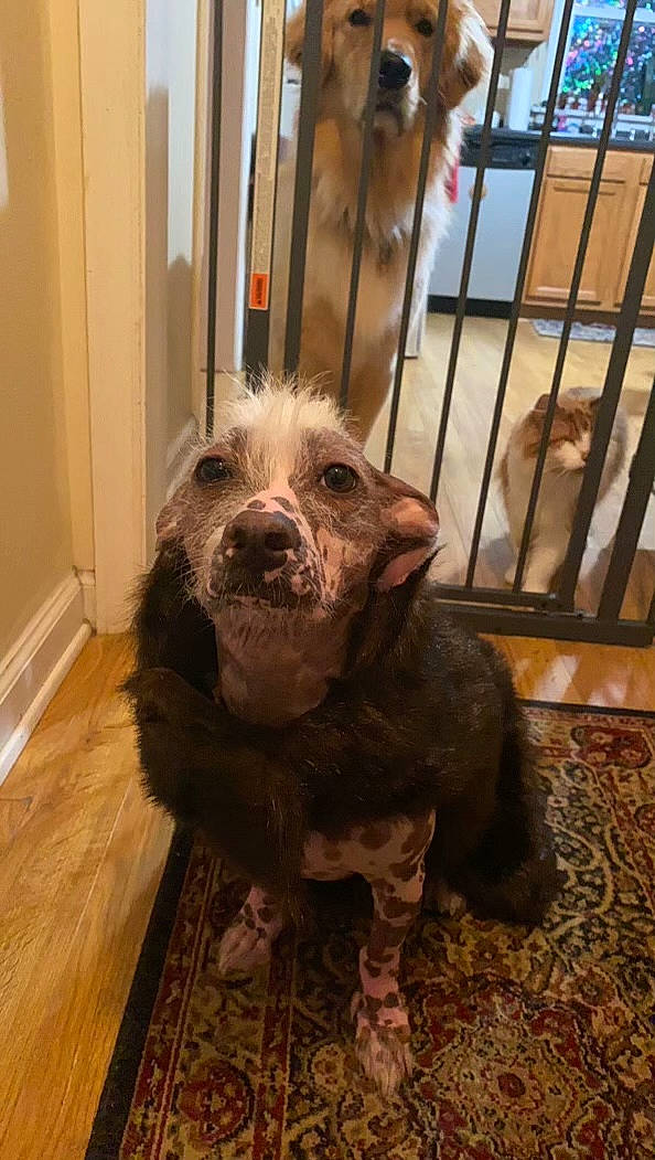 Miguel is registered to the contest to win money with this photo: brown, carnivore, companion_dog, dog, dog_breed, fawn, fixture, floor, flooring, fur, hardwood, laminate_flooring, liver, pet_supply, snout, sporting_group, terrestrial_animal, vertebrate, wood_flooring, working_animal