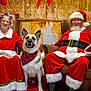 armchair, beard, celebration, christmas, decorations, dog, festive, fireplace, glasses, happy, holiday, indoor, mrs_claus, pet, plaid_bandana, portrait, red_clothing, santa_claus, seasonal, smiling