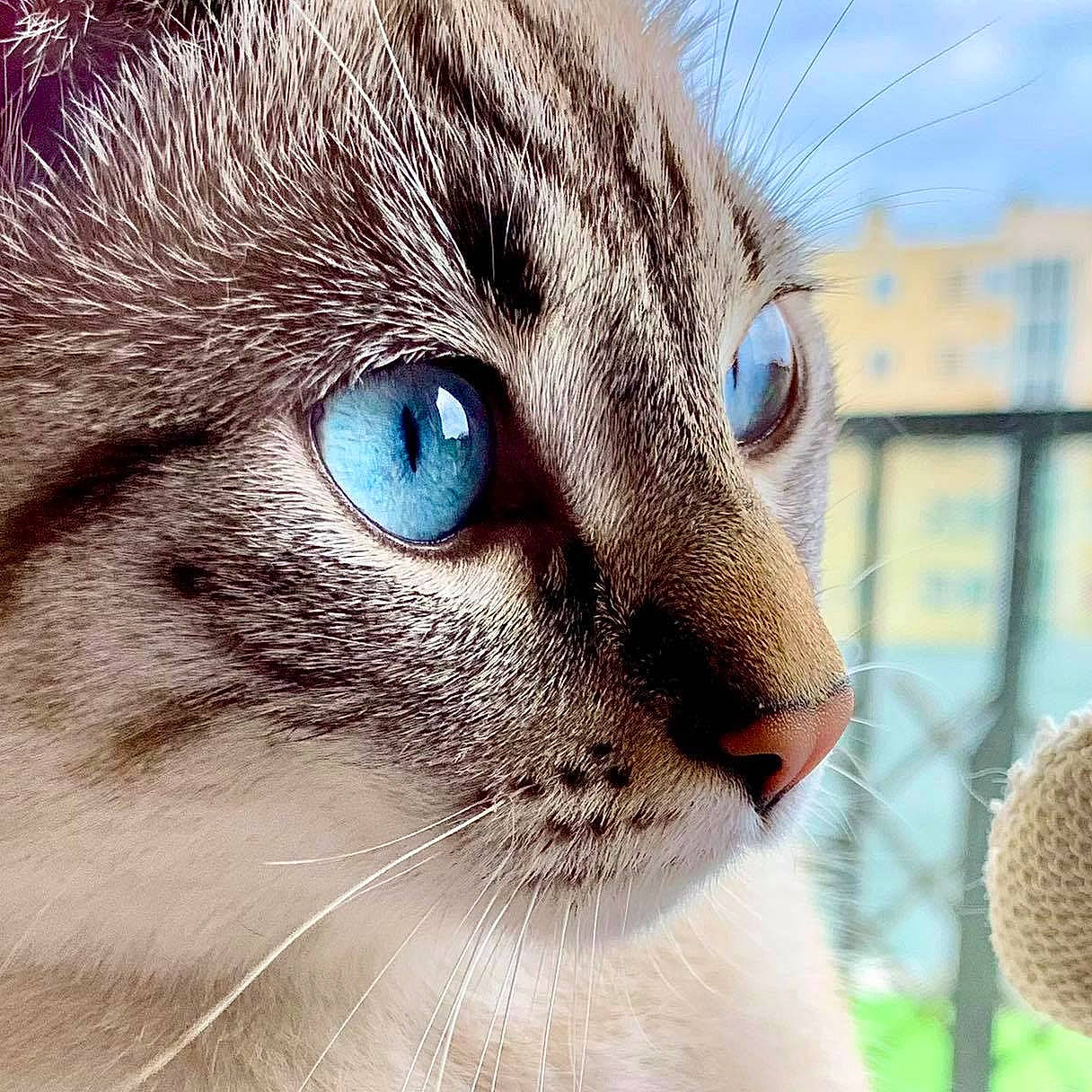 Turtle participe au concours pour gagner de l'argent avec cette photo : carnivore, cat, close_up, domestic_short_haired_cat, ear, eyelash, felidae, fence, fur, grass, head, mammal, mesh, plant, small_to_medium_sized_cats, snout, terrestrial_animal, vertebrate, whiskers, wildlife