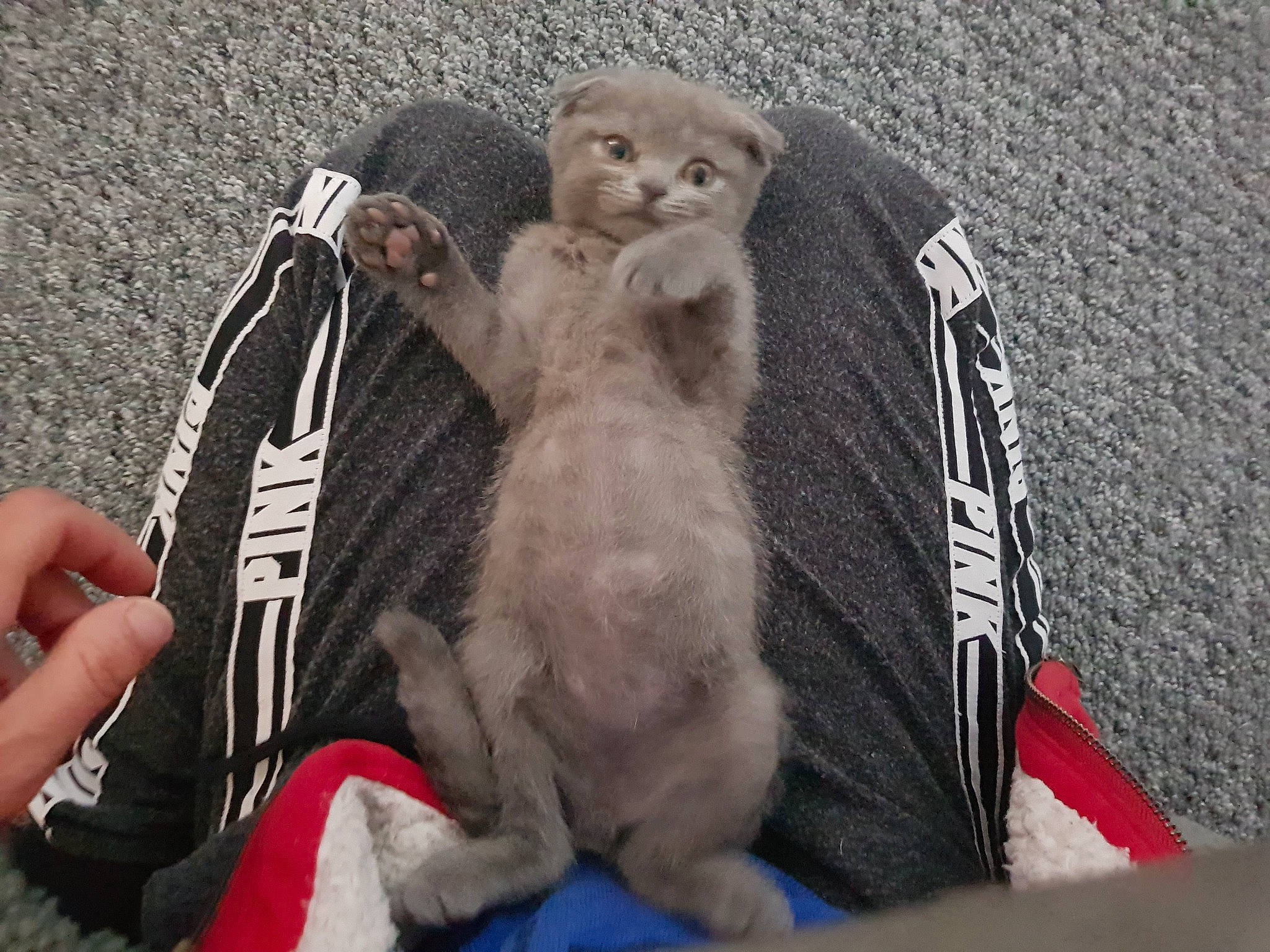 Bloo joined the competition — help win amazing prizes! carnivore, cat, felidae, macaque, rhesus_macaque, small_to_medium_sized_cats