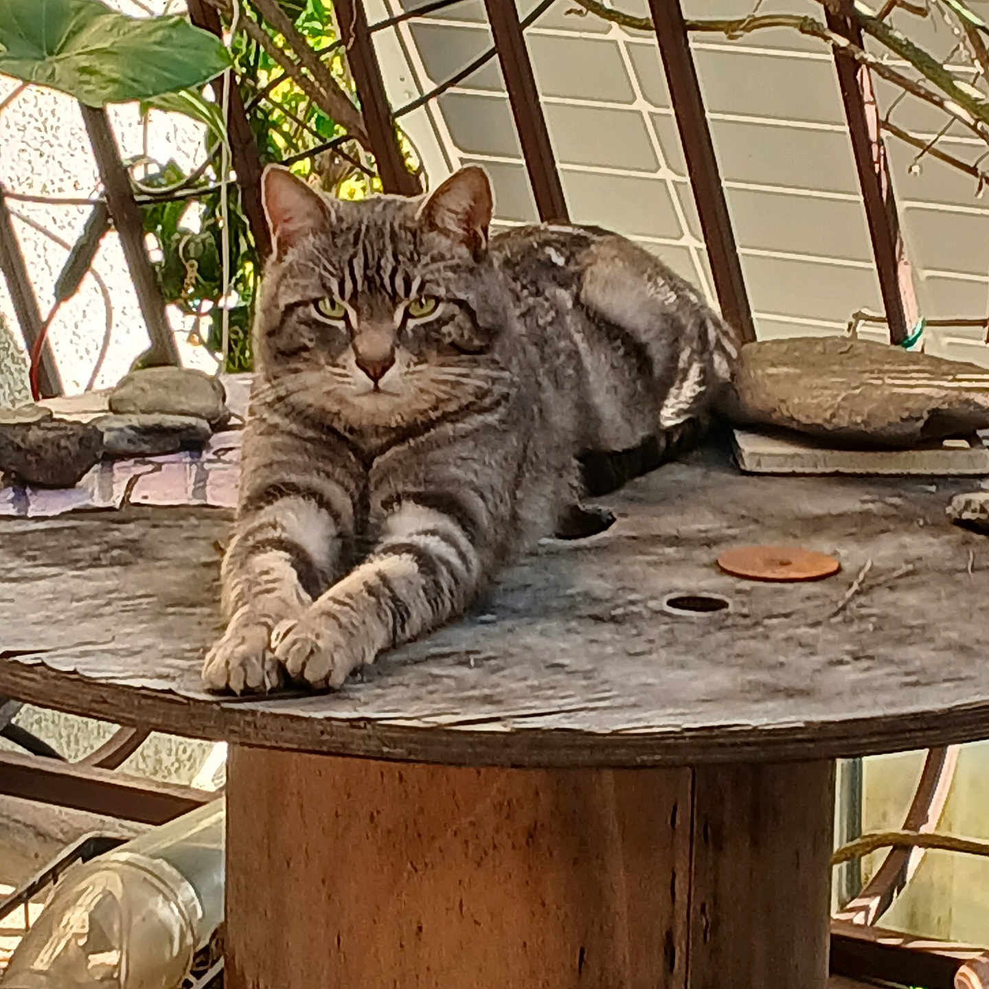 Minou Martin