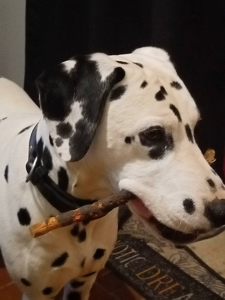 Oki participe au concours pour gagner de l'argent avec cette photo : canidae, carnivore, collar, companion_dog, dalmatian, dog, dog_breed, dog_collar, fawn, fur, mammal, monochrome_photography, non_sporting_group, pet_supply, snout, sporting_group, terrestrial_animal, vertebrate, whiskers, working_animal