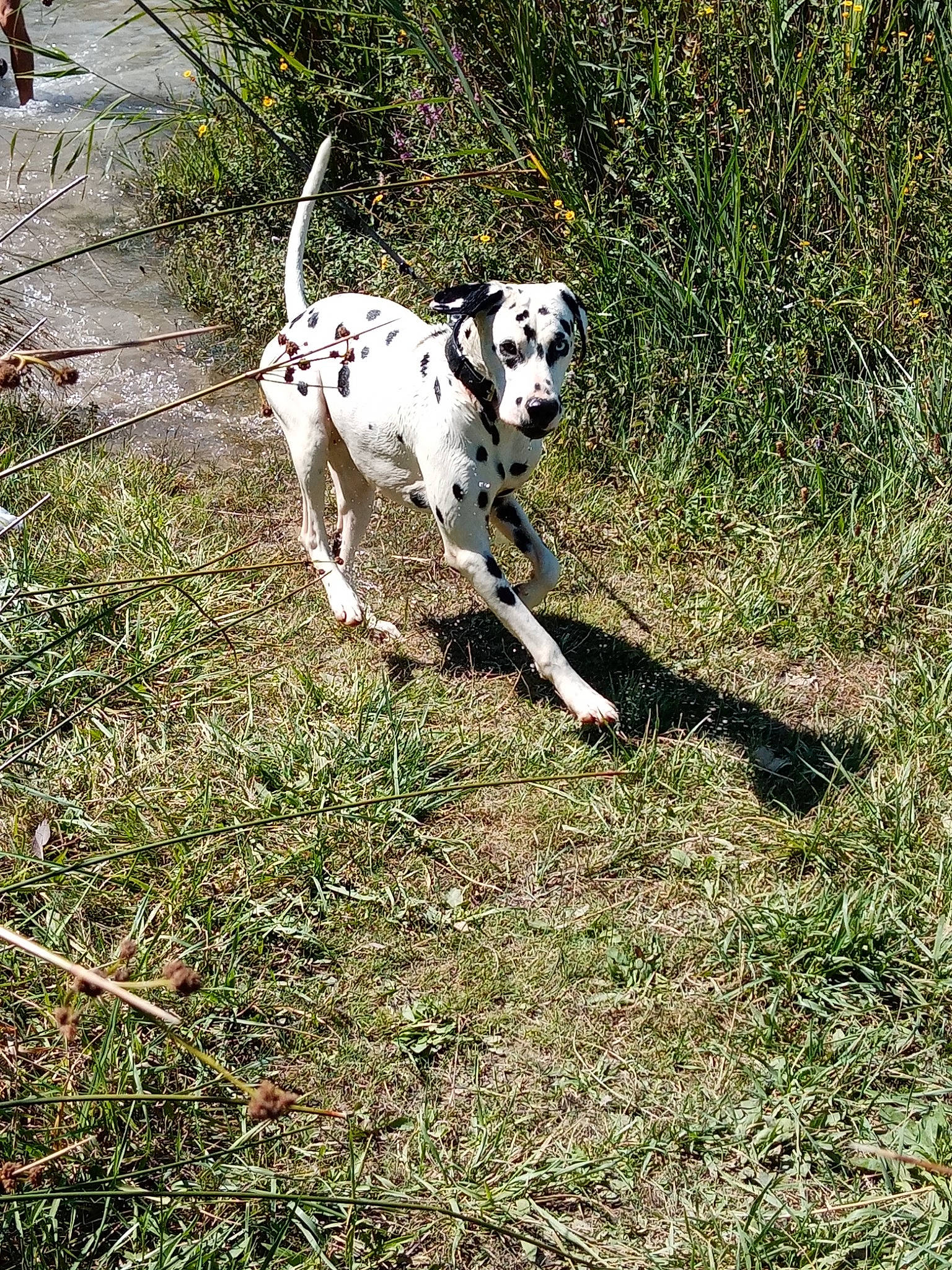 Oki a rejoint le concours — aidez-le/la à gagner de superbes lots ! carnivore, collar, companion_dog, dalmatian, dog, dog_breed, dog_collar, dog_supply, fawn, grass, guard_dog, gun_dog, leash, plant, pointing_breed, sporting_group, tail, terrestrial_animal, working_animal, working_dog