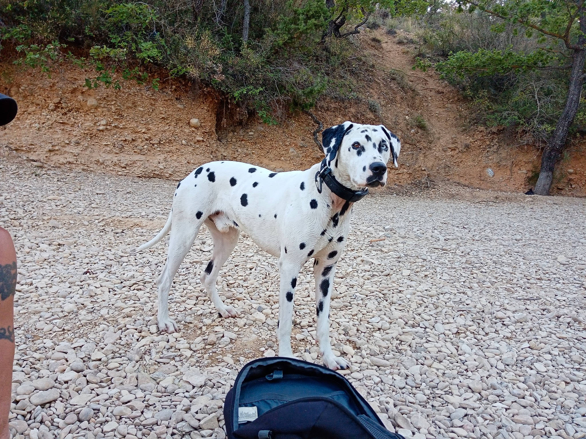 Oki participe au concours pour gagner de l'argent avec cette photo : canidae, carnivore, collar, companion_dog, dalmatian, dog, dog_breed, dog_collar, dog_supply, fawn, hunting_dog, non_sporting_group, plant, snout, sporting_group, terrestrial_animal, tree, working_animal, working_dog