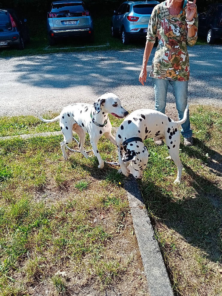 Oki participe au concours pour gagner de l'argent avec cette photo : canidae, car, carnivore, companion_dog, dalmatian, dog, dog_breed, fawn, grass, human_leg, leash, mammal, parking, sidewalk, snout, sporting_group, street_fashion, tail, vehicle_door, wheel
