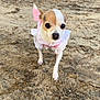dog, chihuahua, small_dog, pet, outdoor, dirt, footprints, clothing, pink_bow, white_dress, animal, cute, tiny, ears, face, nose, paws, background, chair, house