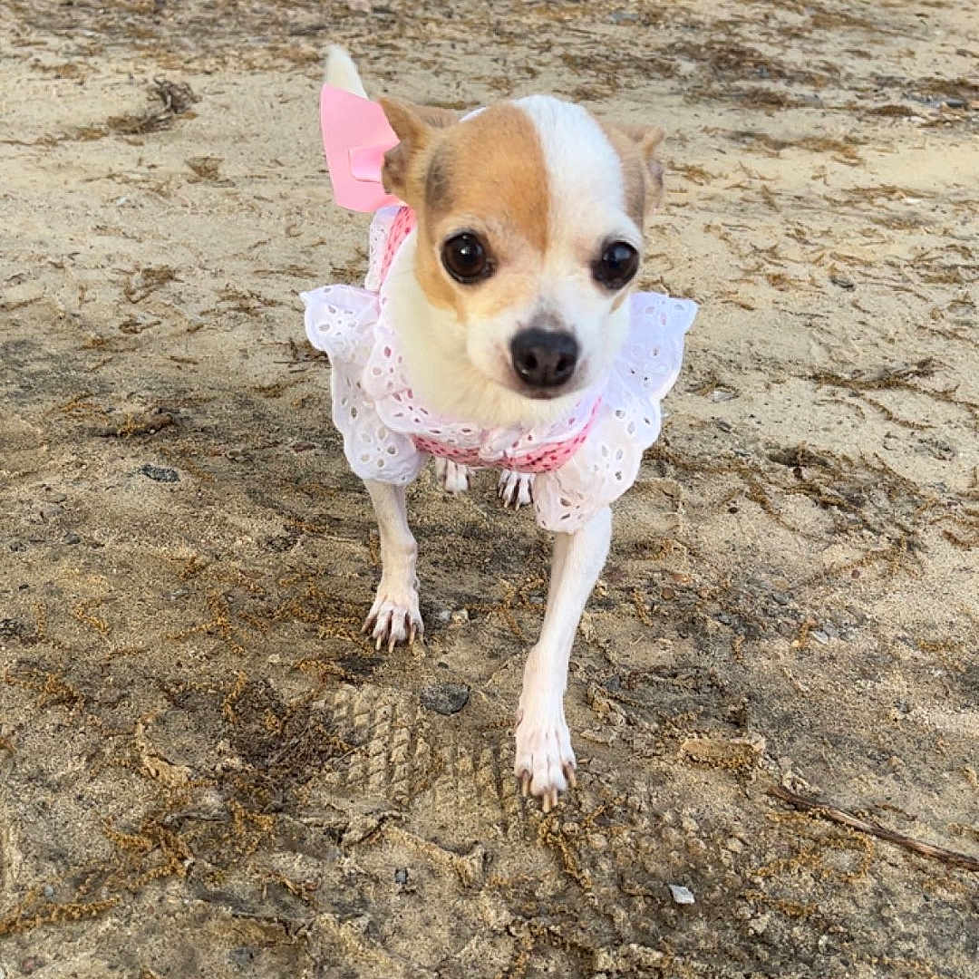 Apple is registered to the contest to win money with this photo: animal, background, chair, chihuahua, clothing, cute, dirt, dog, ears, face, footprints, house, nose, outdoor, paws, pet, pink_bow, small_dog, tiny, white_dress