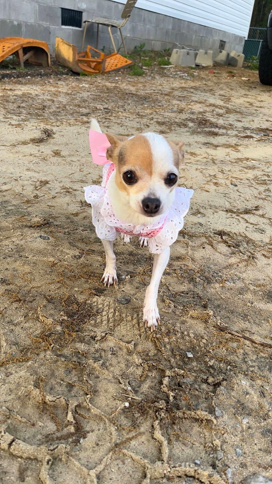 Apple is registered to the contest to win money with this photo: dog, chihuahua, small_dog, pet, outdoor, dirt, footprints, clothing, pink_bow, white_dress, animal, cute, tiny, ears, face, nose, paws, background, chair, house