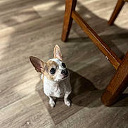 Apple joined the competition — help win amazing prizes! dog, chihuahua, pet, floor, wooden_floor, wooden_chair, shadow, indoor, small_dog, animal, looking_up, ears_up, cute, domestic_animal, companion, attention, waiting, brown_and_white, short_hair, flooring