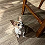 dog, chihuahua, pet, floor, wooden_floor, wooden_chair, shadow, indoor, small_dog, animal, looking_up, ears_up, cute, domestic_animal, companion, attention, waiting, brown_and_white, short_hair, flooring