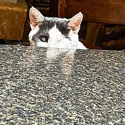 Bean is registered to the contest to win money with this photo: animal, cat, closeup, countertop, curious, domestic, ear, eye, feline, fur, granite, home, indoor, one-eyed, peeking, pet, reflection, table, whiskers, wooden_chair